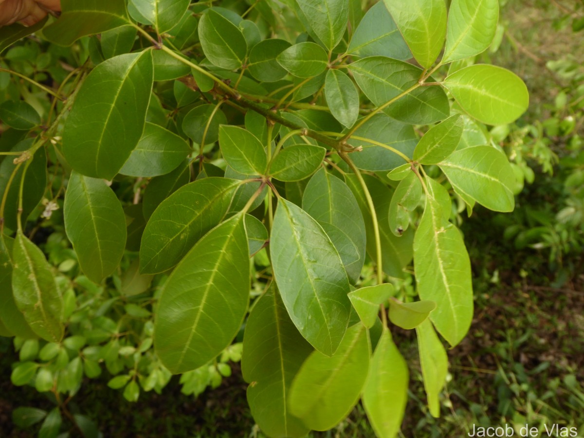 Vitex leucoxylon L.f.